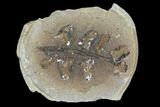 Neuropteris Fern Fossil (Pos/Neg) - Mazon Creek #104786-2